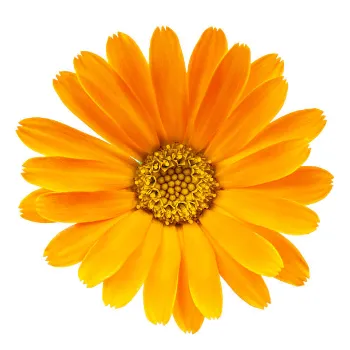 Decorative Marigold Flowers